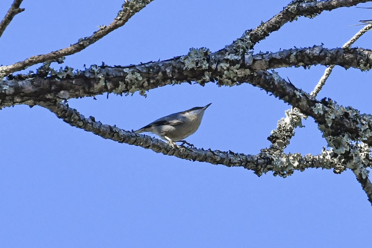 Brown-headed Nuthatch - ML644572077