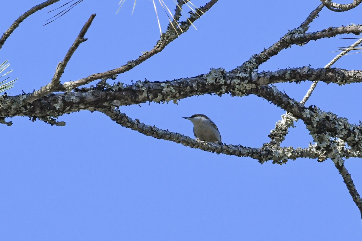 Brown-headed Nuthatch - ML644572078
