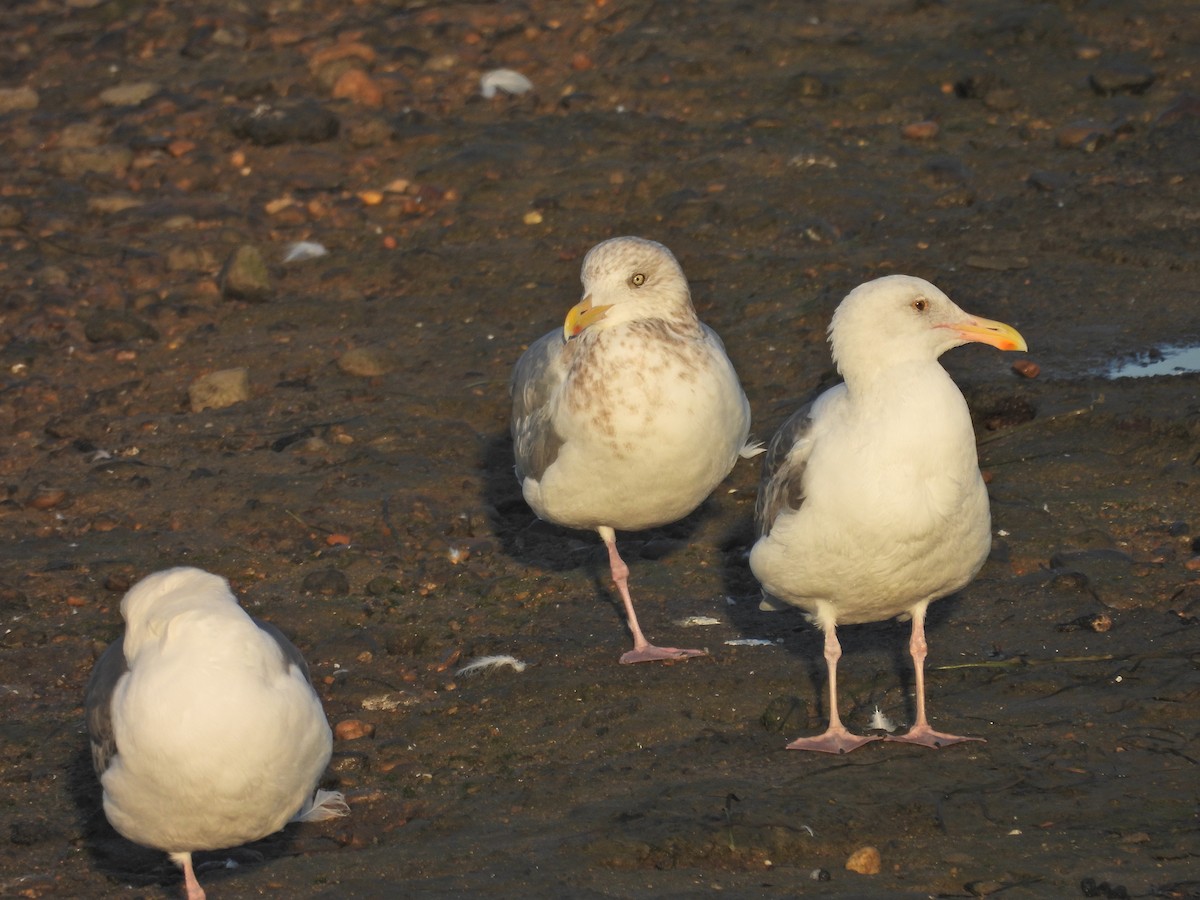 American Herring Gull - ML644572079