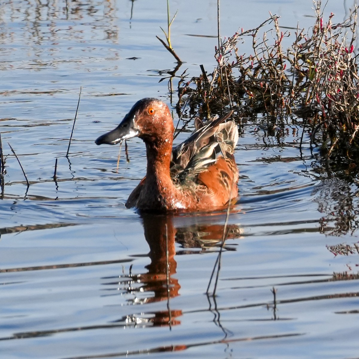 Cinnamon Teal - ML644572080