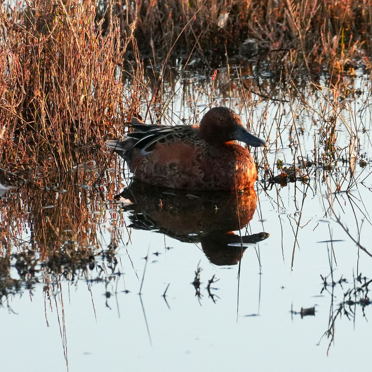 Cinnamon Teal - ML644572081