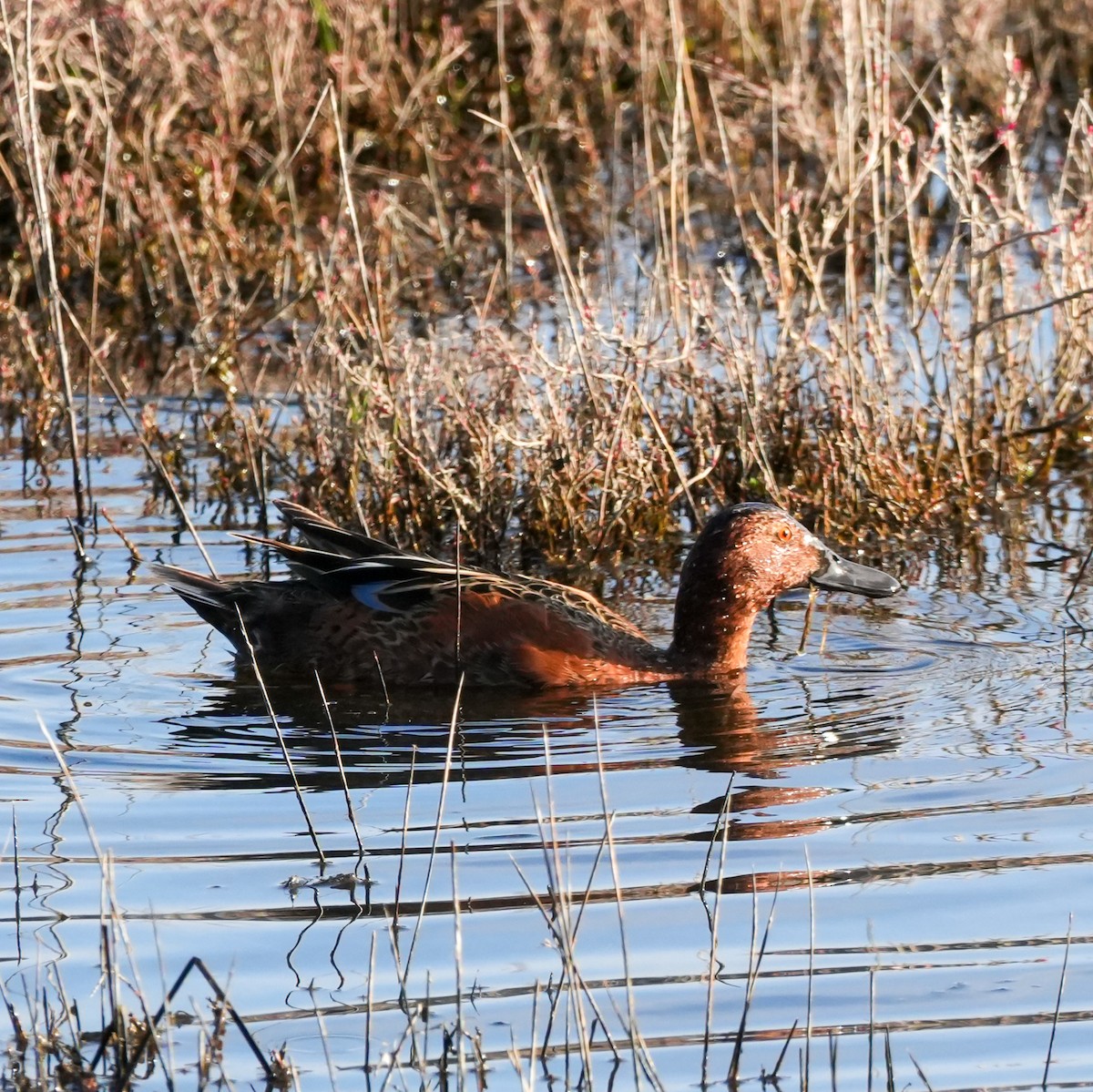 Cinnamon Teal - ML644572082