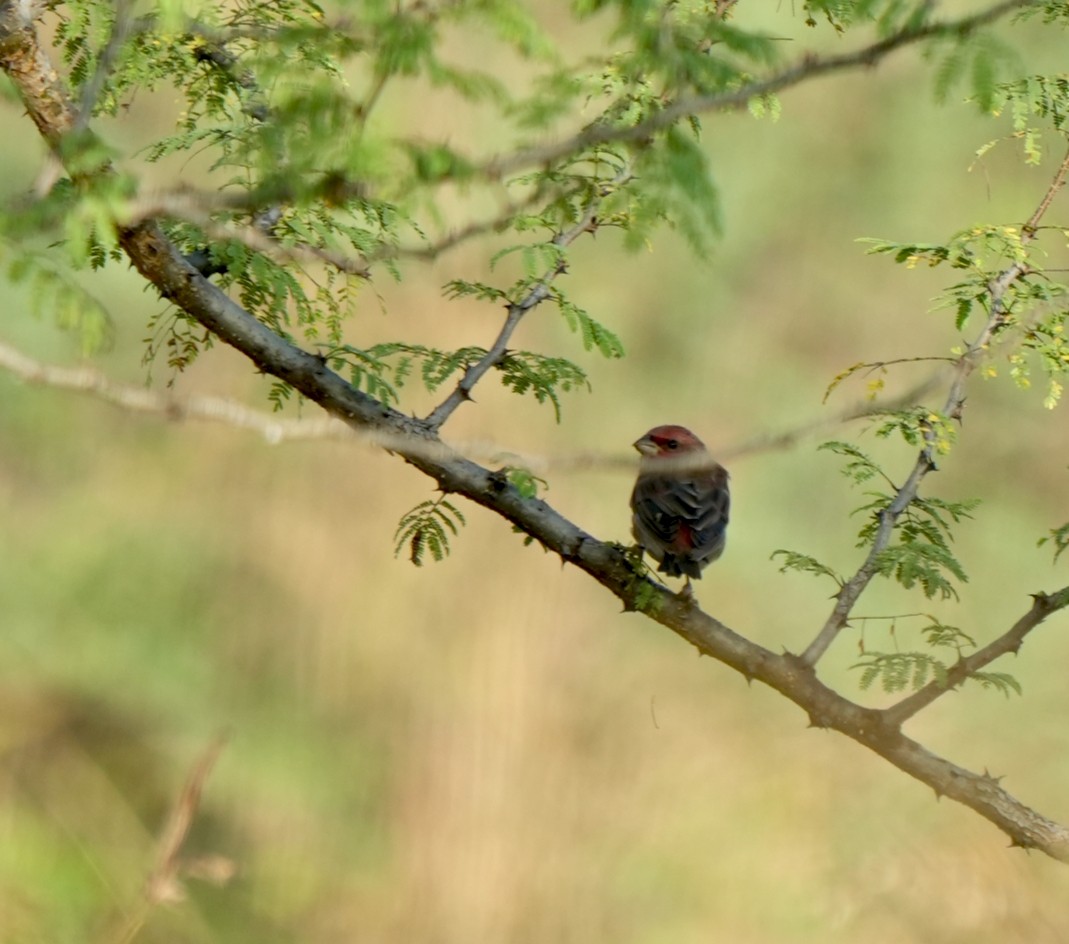 Улаавар бужмар - ML644572084