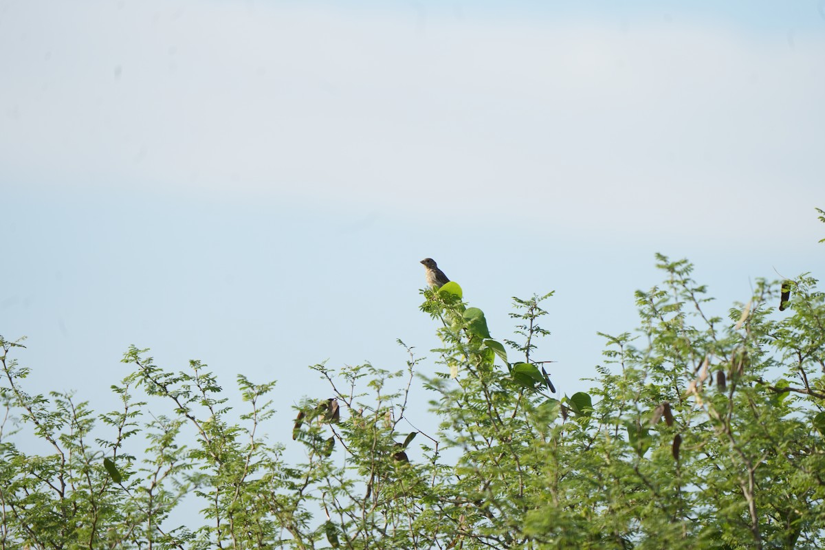 Улаавар бужмар - ML644572085