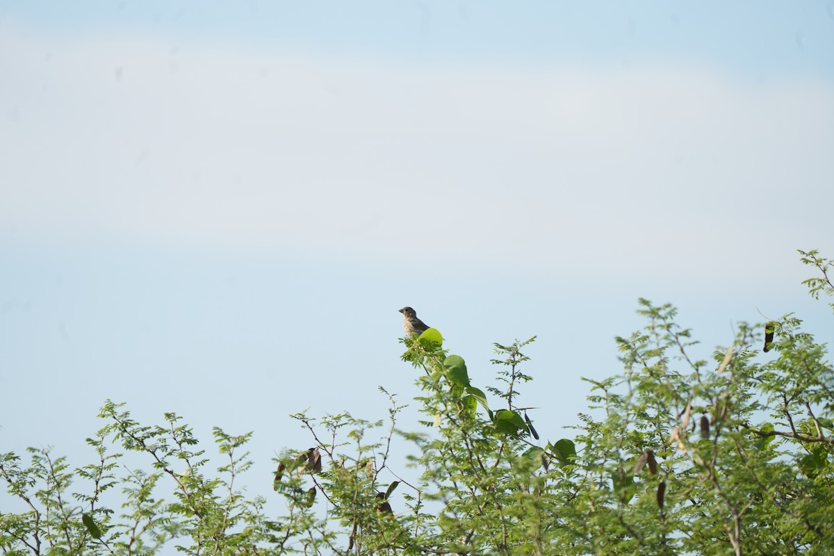 Улаавар бужмар - ML644572086