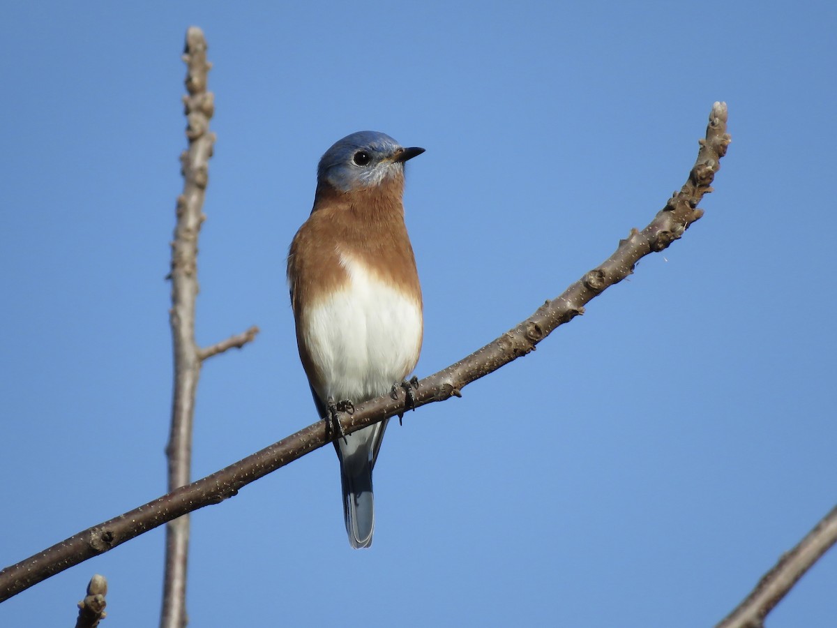Eastern Bluebird - ML644572090