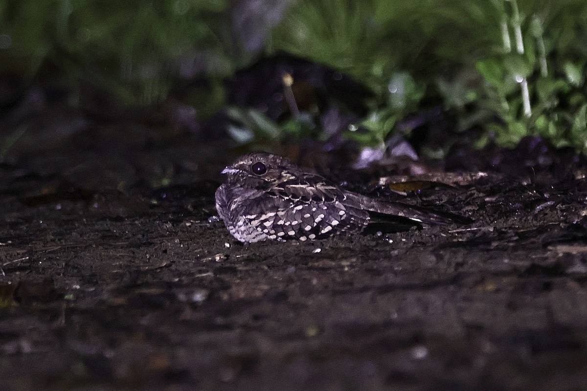 pauraquenattravn - ML644572092