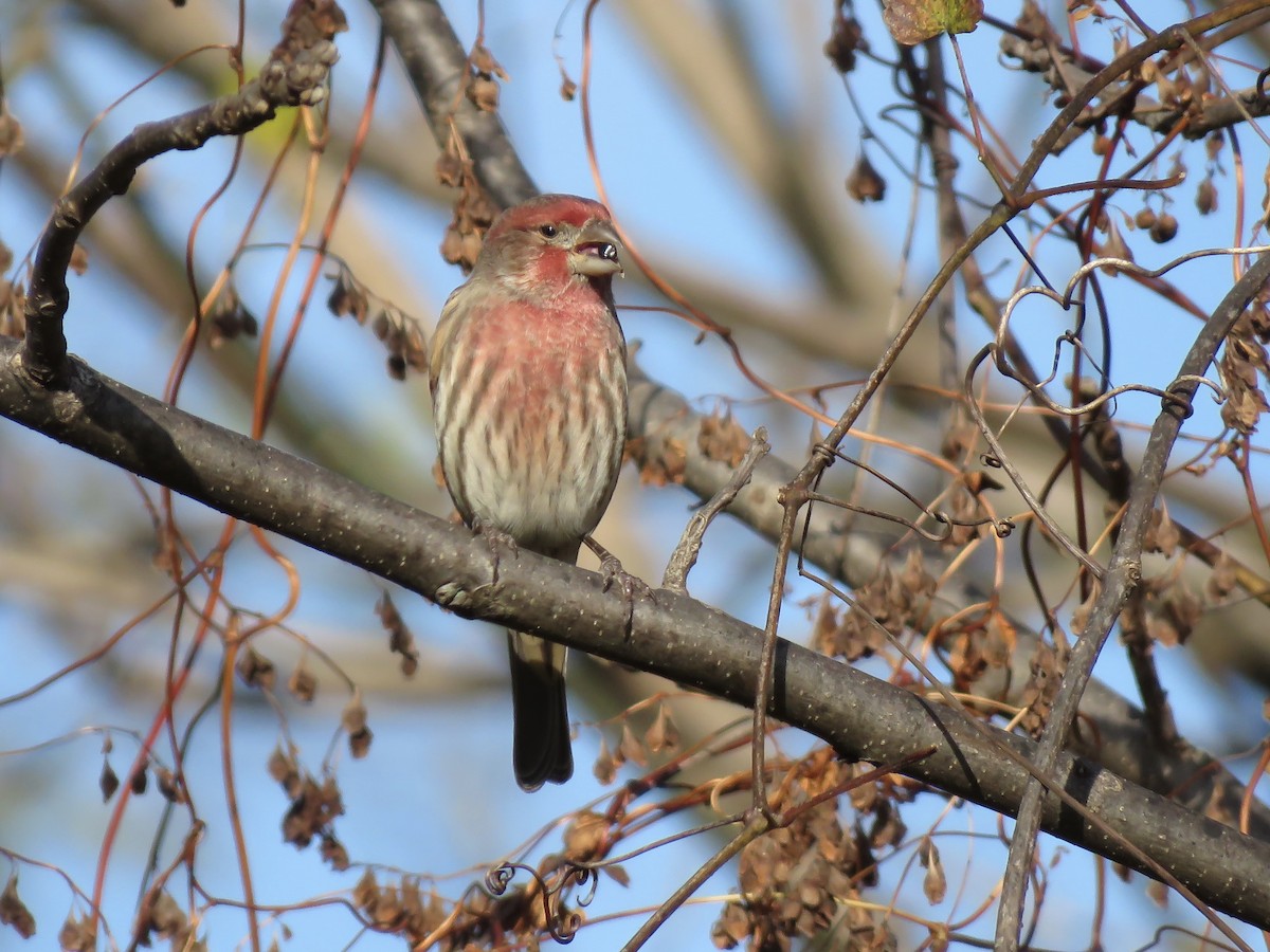 House Finch - ML644572094