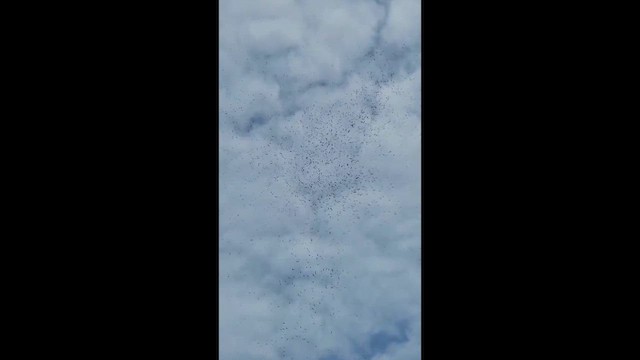 Swainson's Hawk - ML644572100