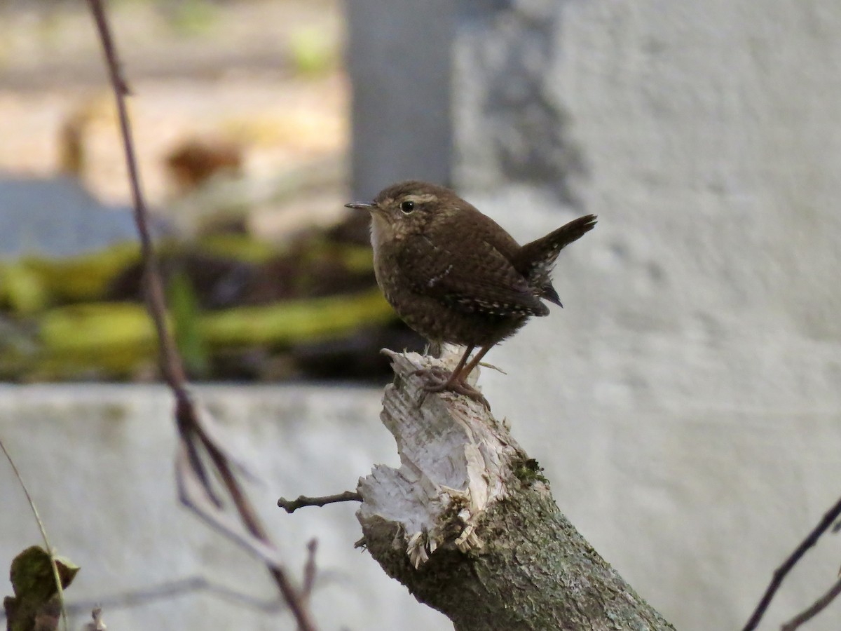 Волоочко канадське - ML644572102