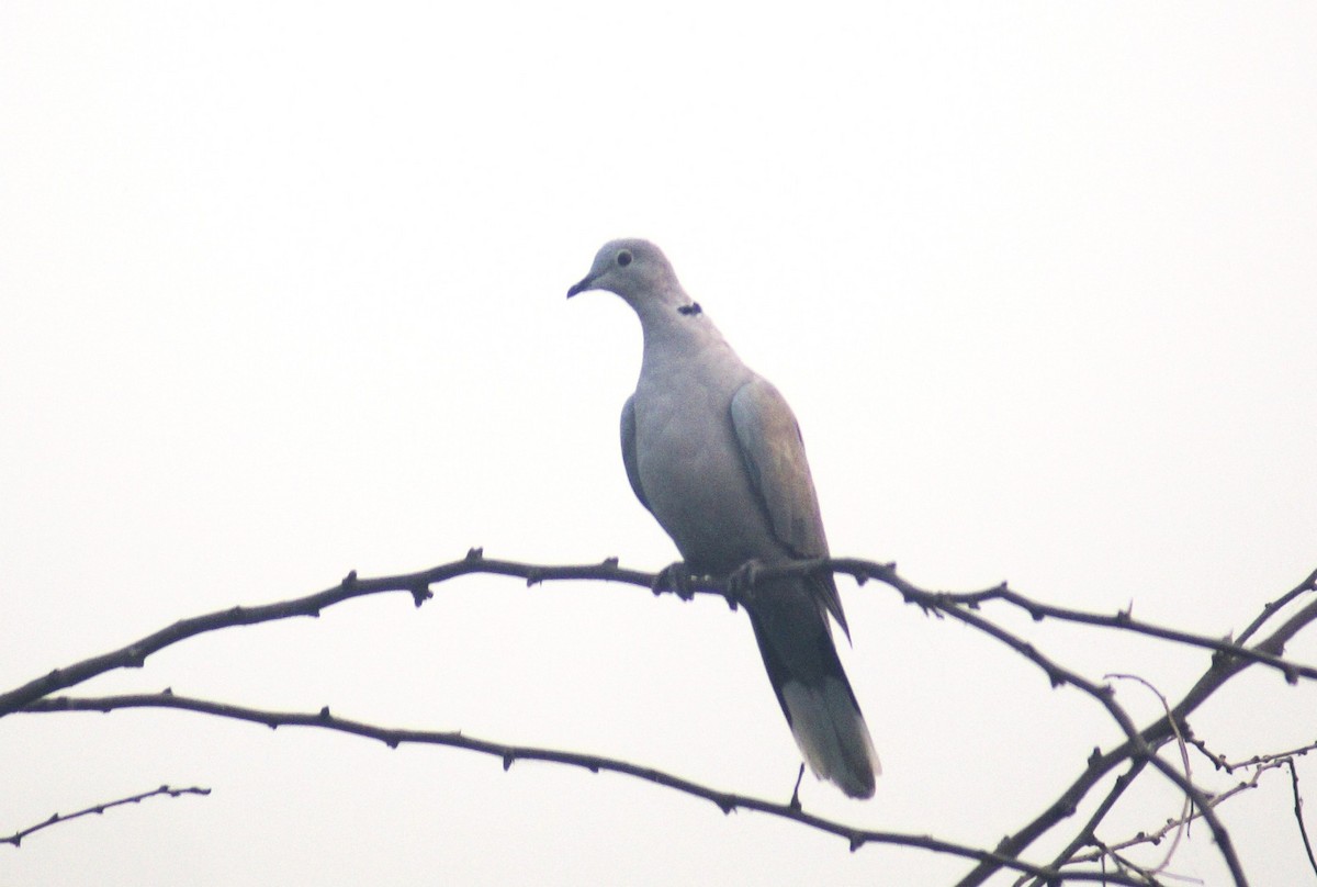 Кольчатая горлица - ML644572105