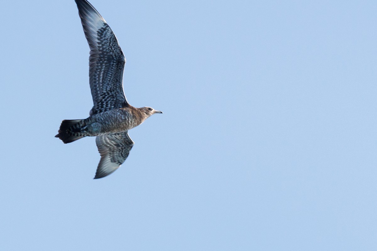 chaluha příživná - ML644572107