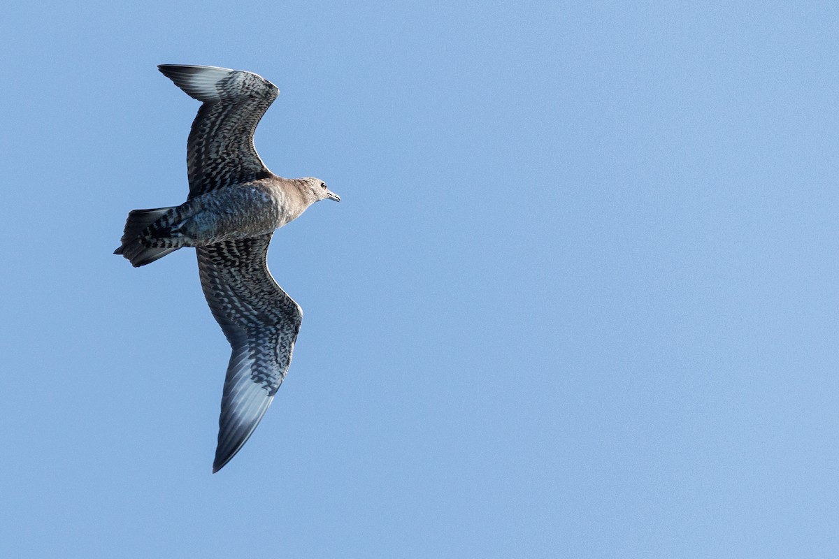 chaluha příživná - ML644572108