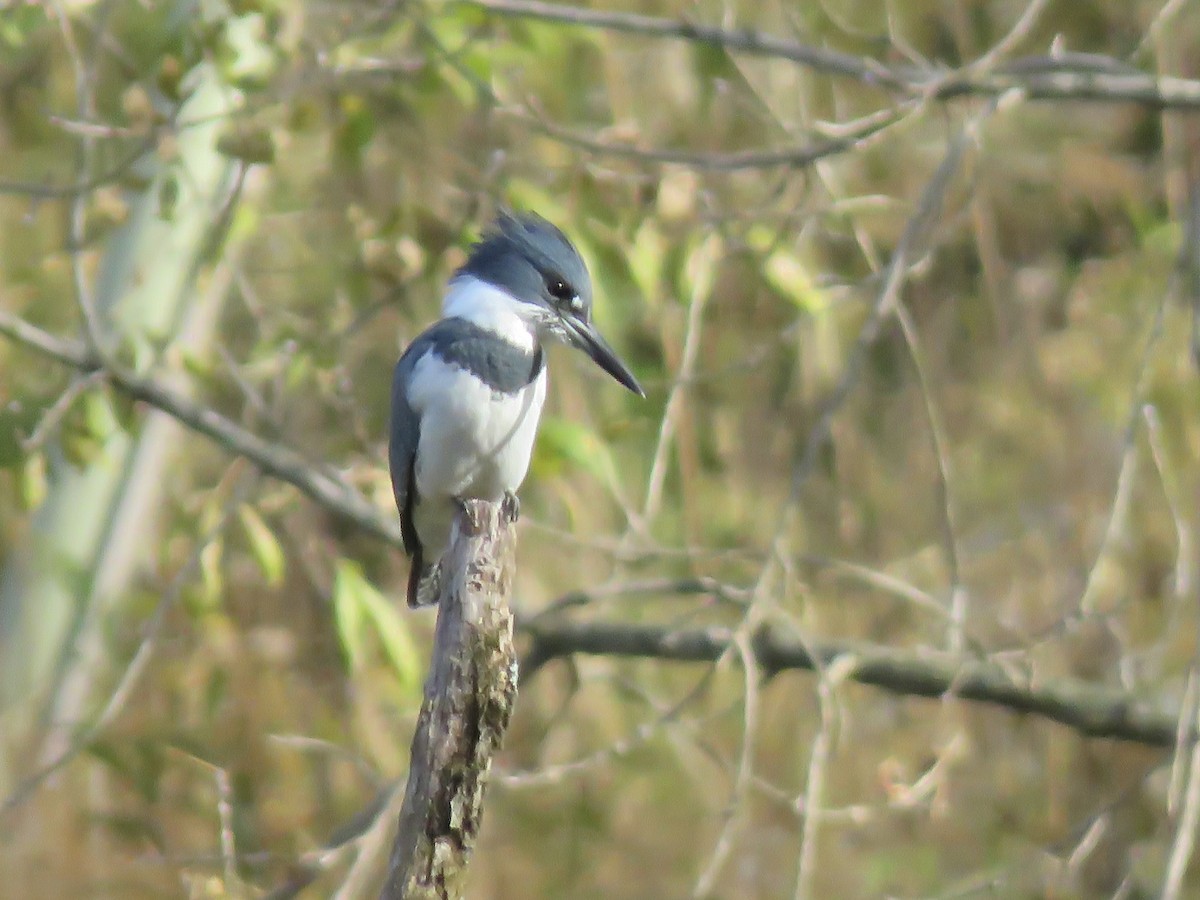 Рибалочка-чубань північний - ML644572110