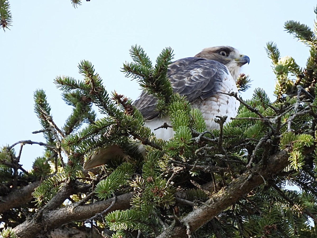 Канюк неоарктичний - ML644572111