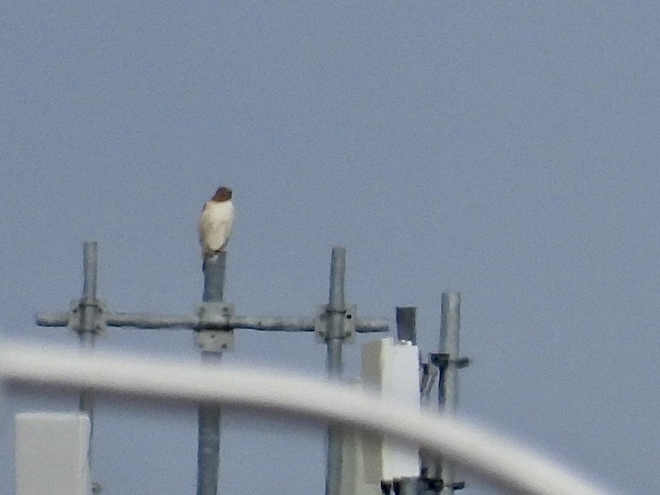 Канюк неоарктичний - ML644572113