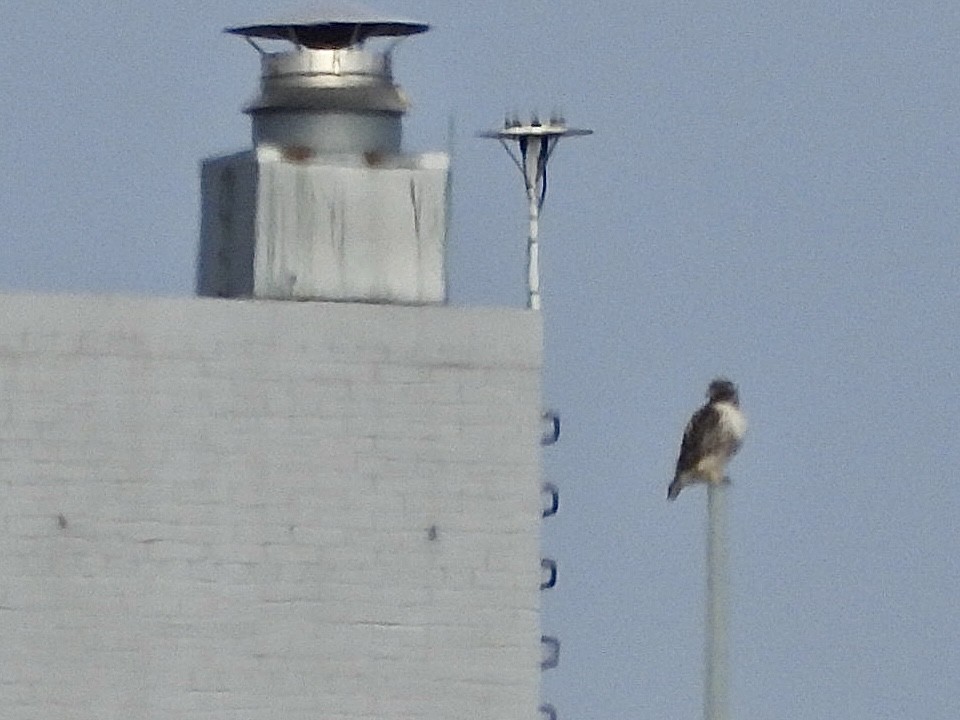 Канюк неоарктичний - ML644572114