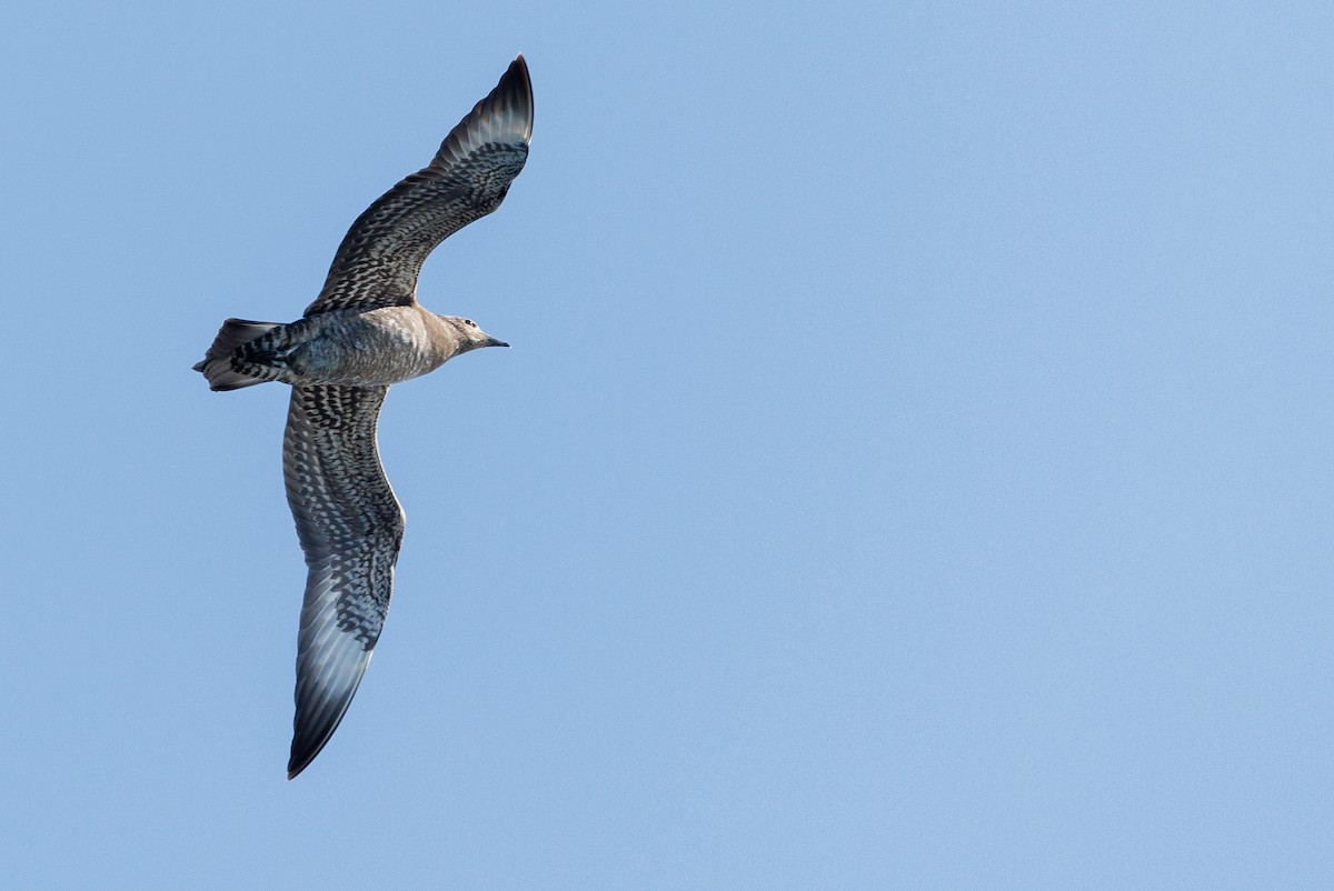 chaluha příživná - ML644572117