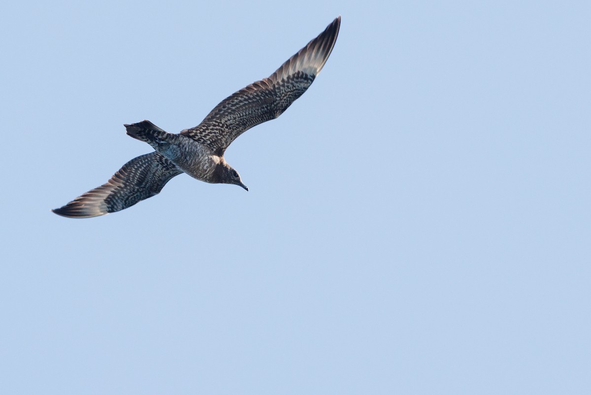 chaluha příživná - ML644572120