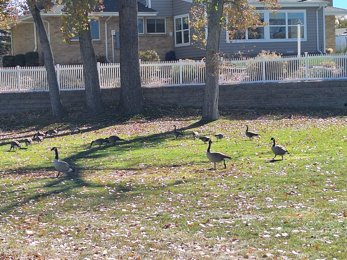 Cackling Goose (Richardson's) - ML644572125