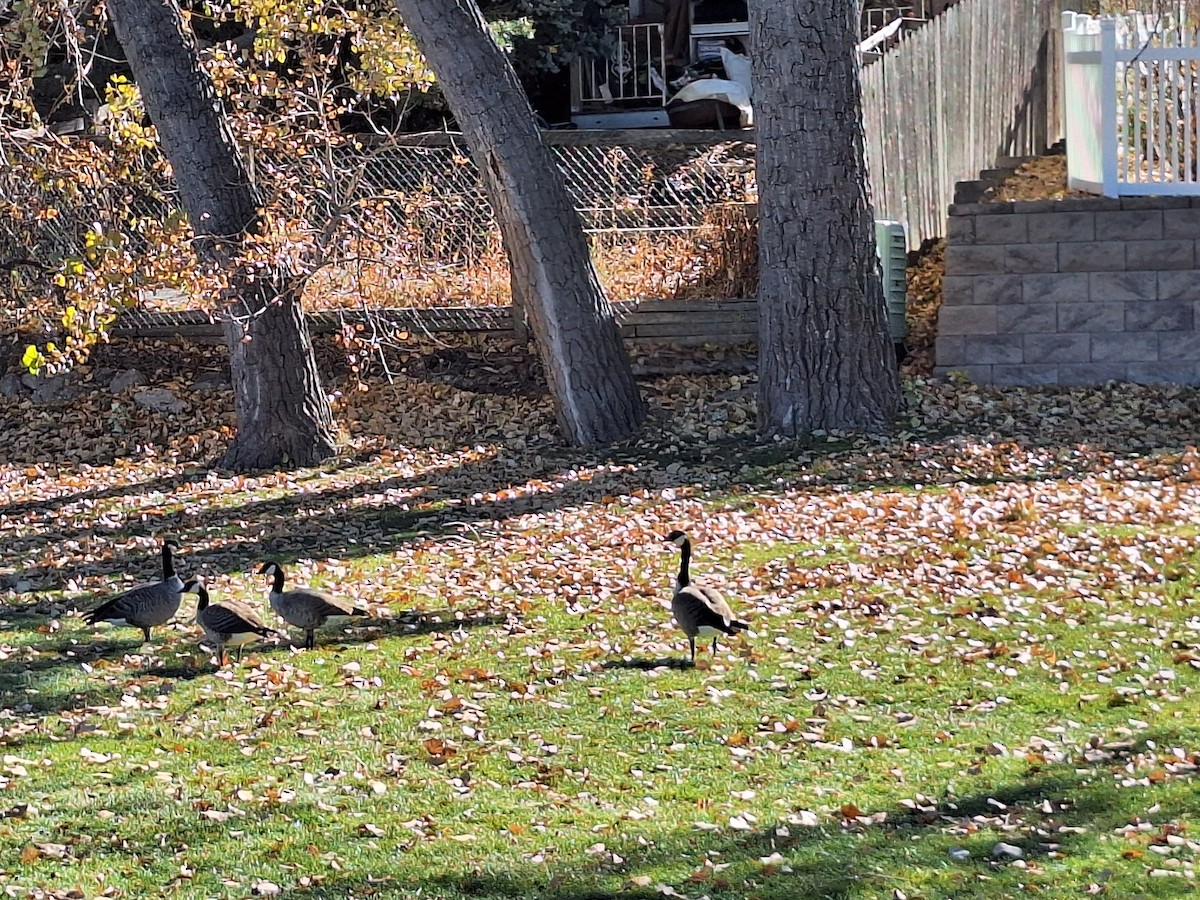 Cackling Goose (Richardson's) - ML644572126