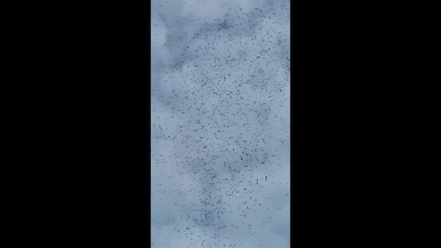 Swainson's Hawk - ML644572127