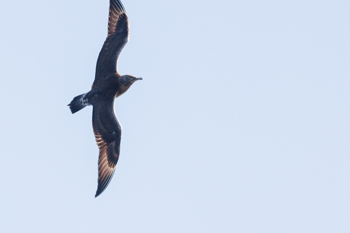 chaluha příživná - ML644572131