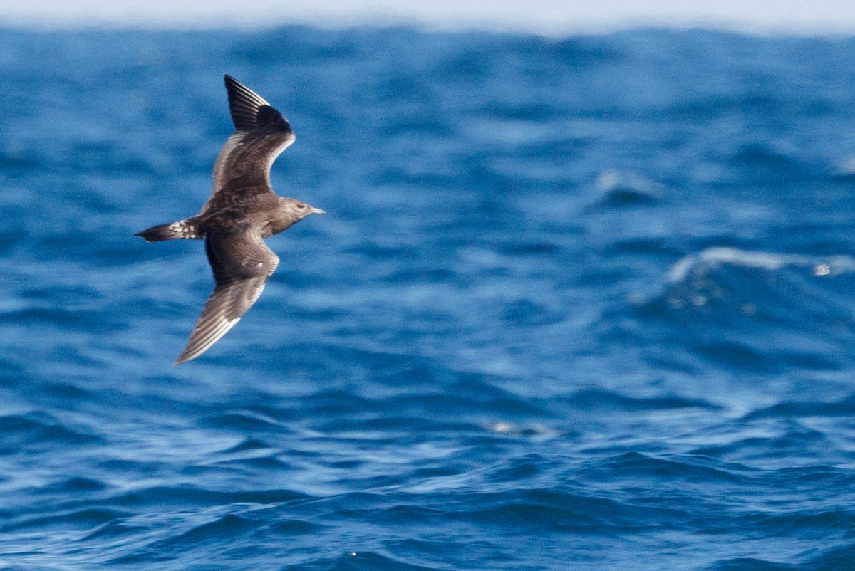 chaluha příživná - ML644572133