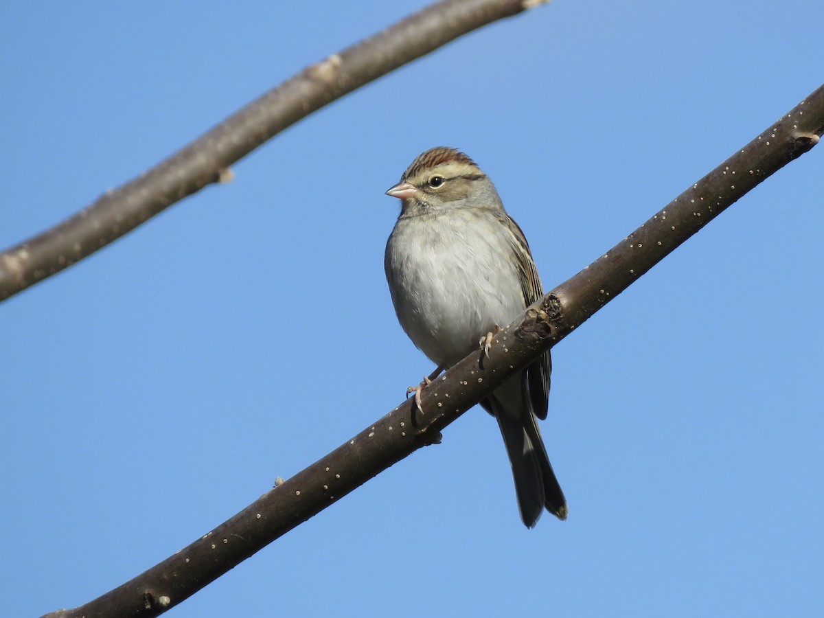 Cırcır Sesli Serçe - ML644572134