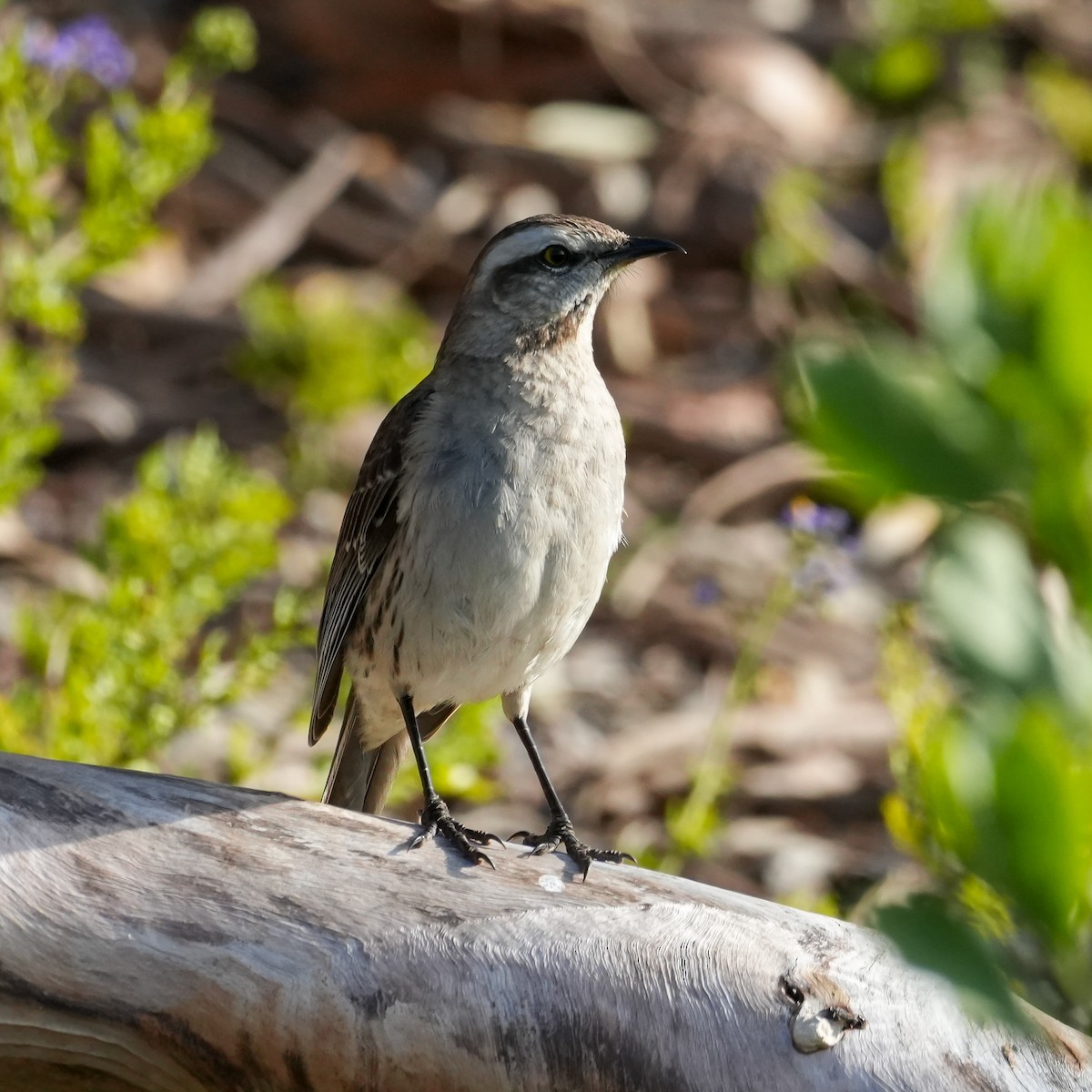 Chilean Mockingbird - ML644572137