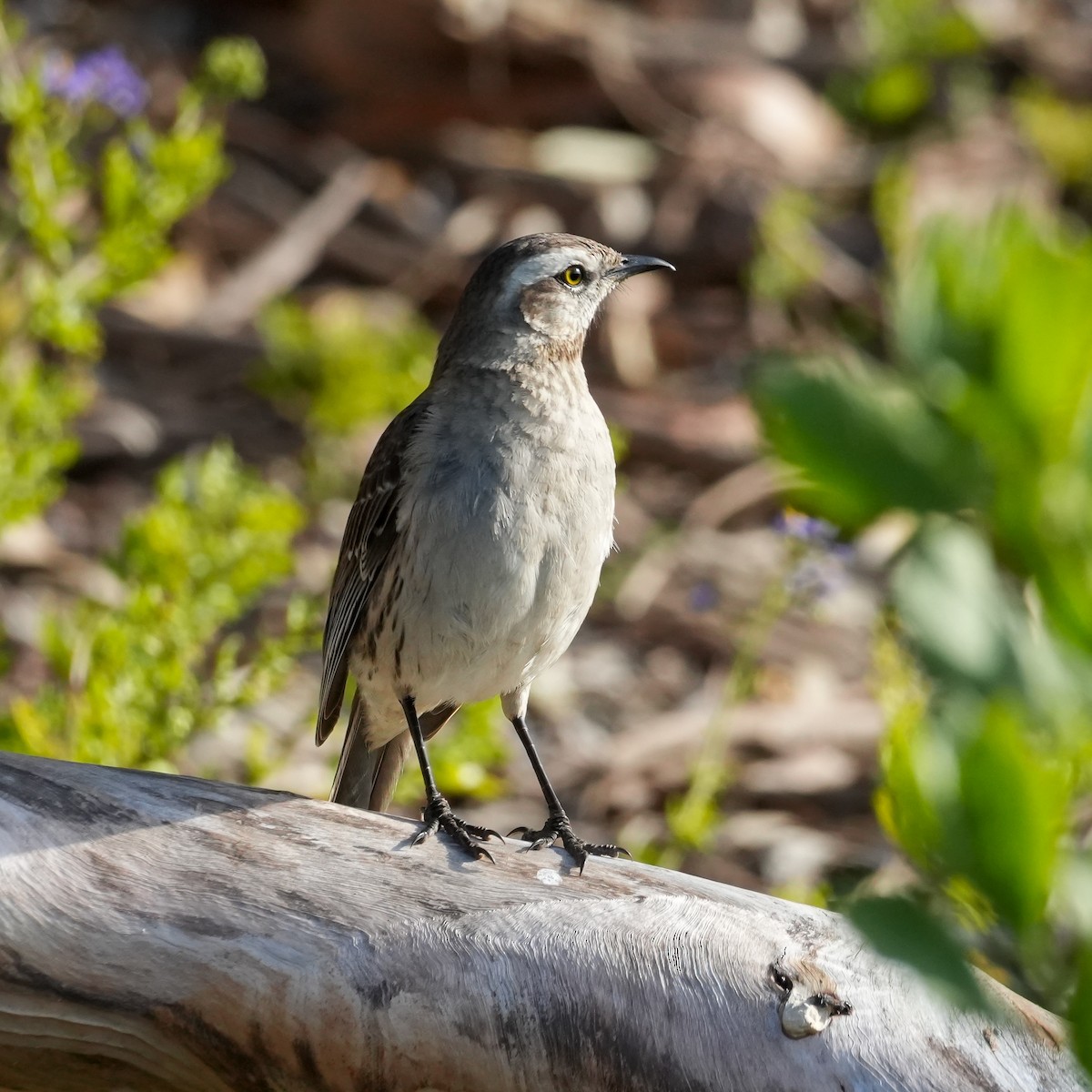 Chilean Mockingbird - ML644572139