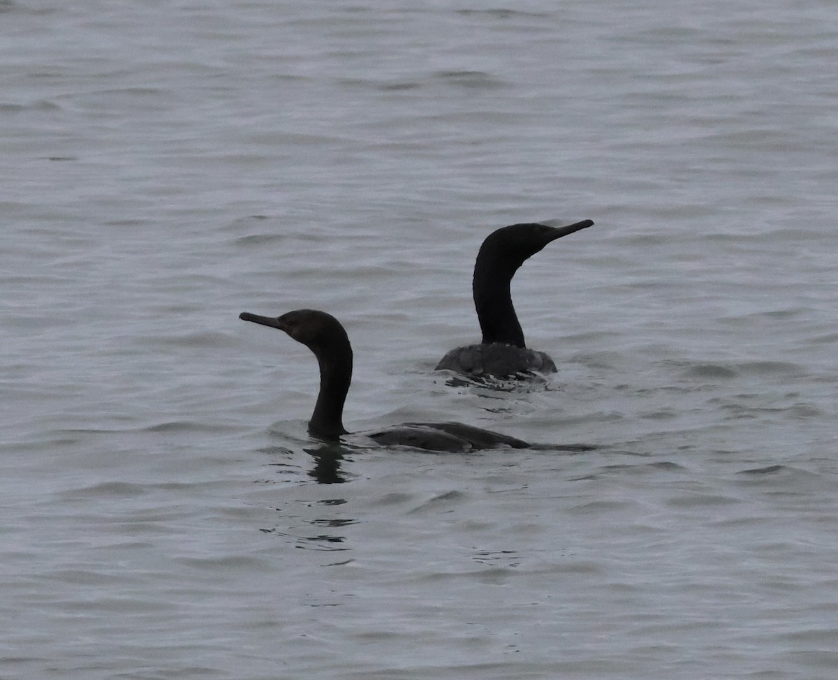 kormorán tichomořský - ML644572143