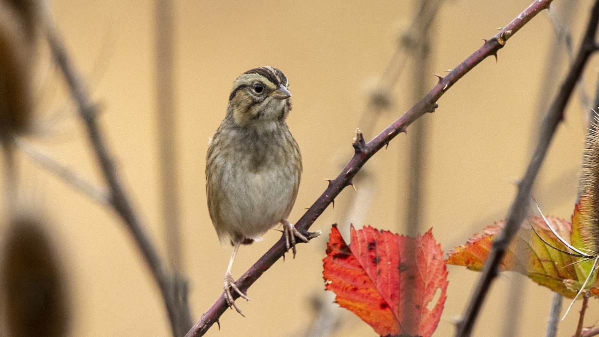 Болотная зонотрихия - ML644572144