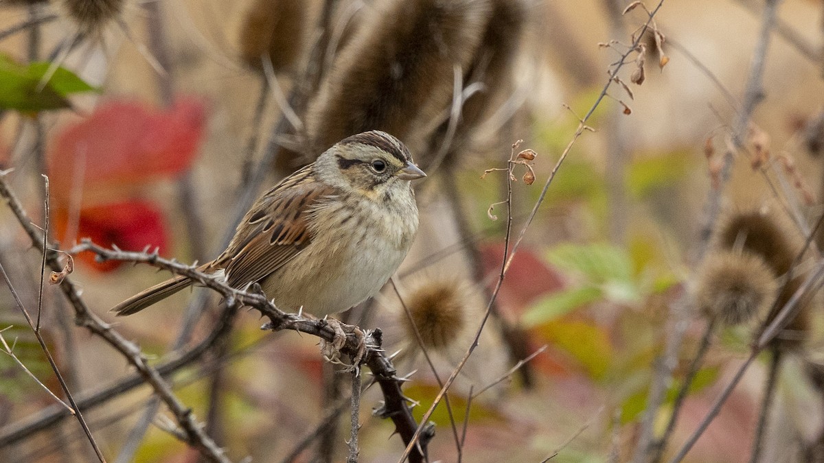 Болотная зонотрихия - ML644572145