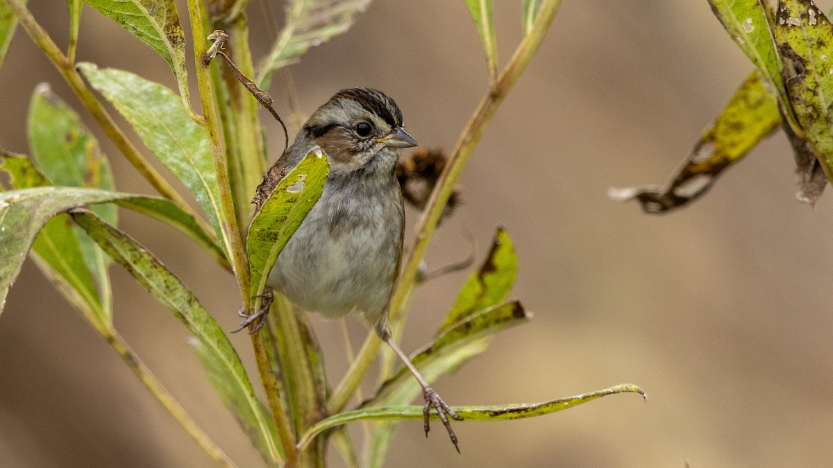 Болотная зонотрихия - ML644572146