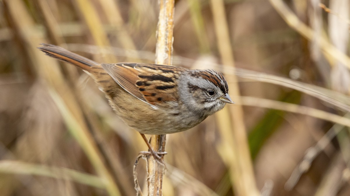 Болотная зонотрихия - ML644572147