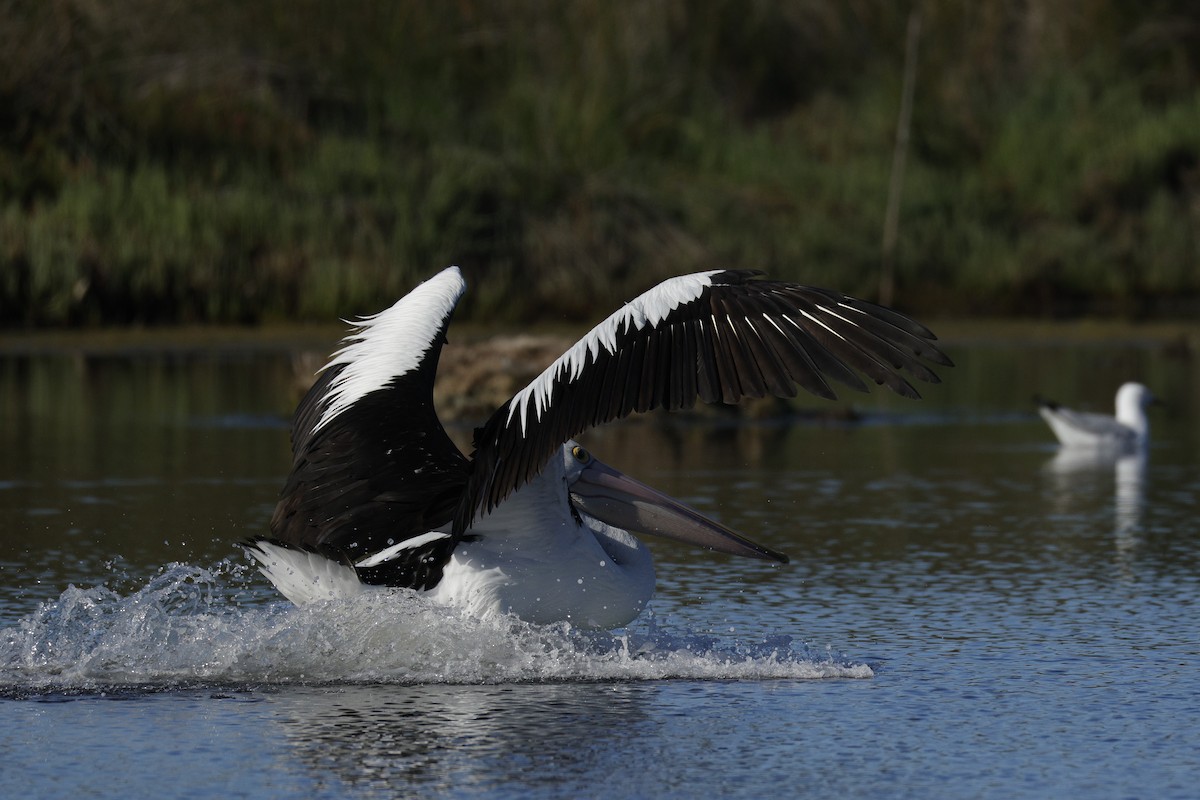 Australian Pelican - ML644572154