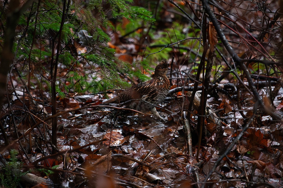 Ruffed Grouse - ML644572161