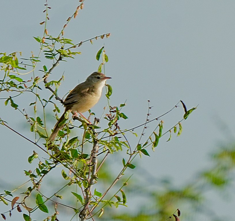 Rufous-fronted Prinia - ML644572162