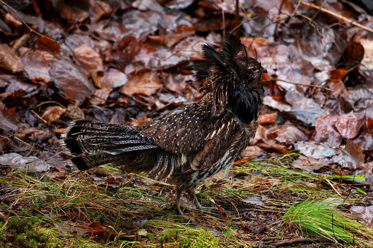 Ruffed Grouse - ML644572163