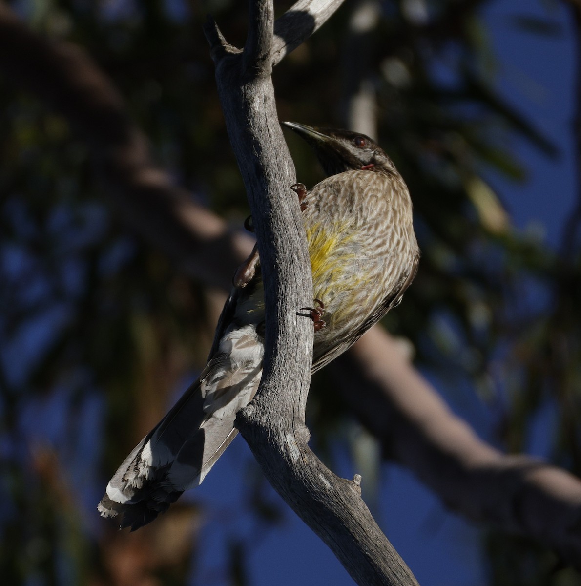 Red Wattlebird - ML644572166