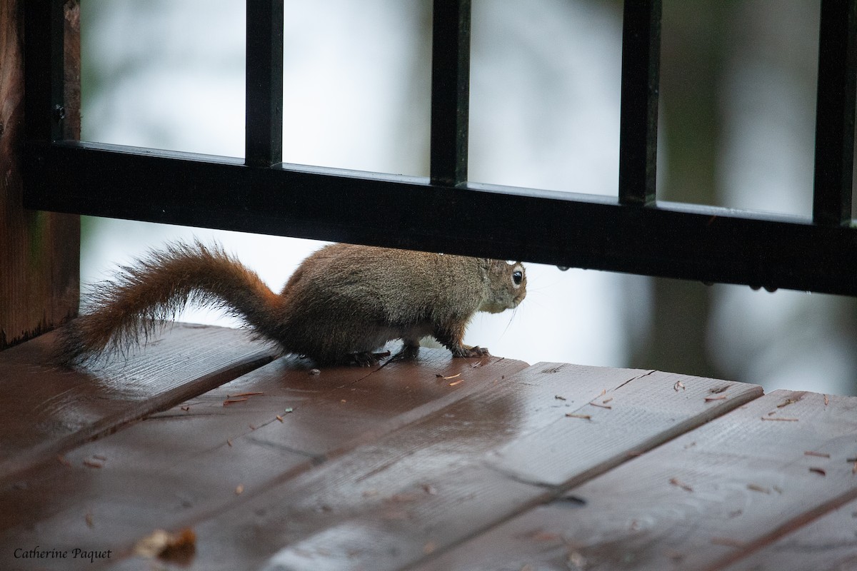 American Red Squirrel - ML644572168