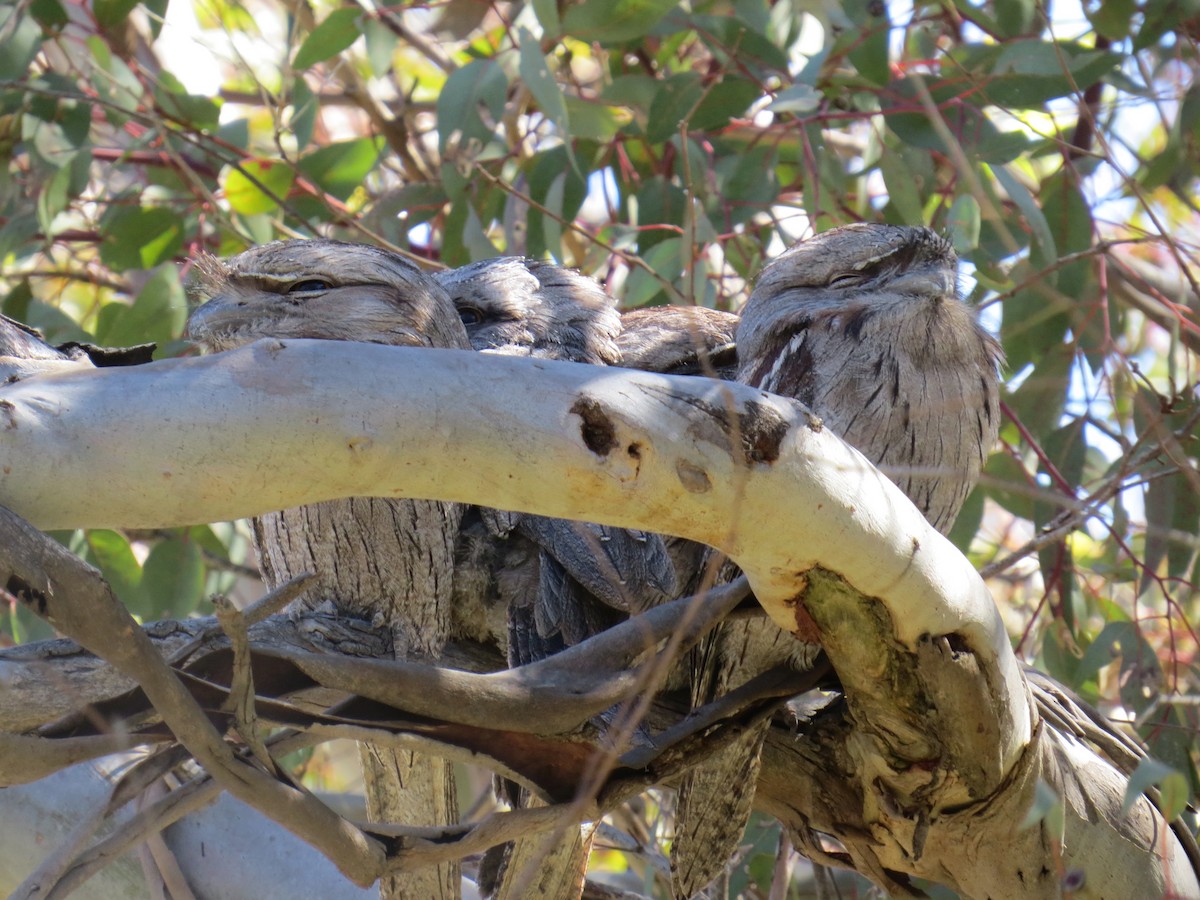 Tawny Frogmouth - ML644572179