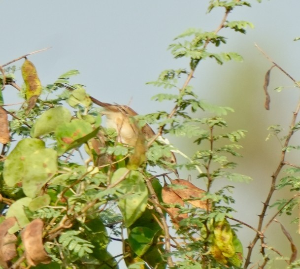 Gray-breasted Prinia - ML644572180