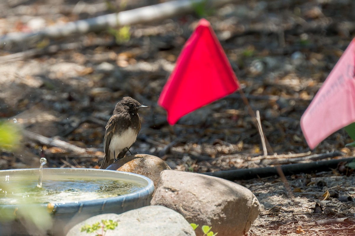 svartfibi - ML644572181