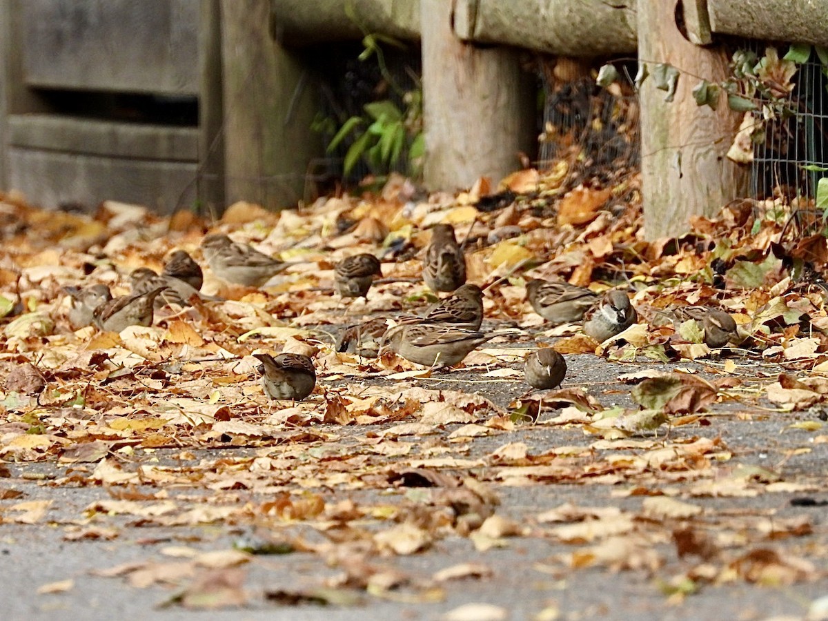 House Sparrow - ML644572205