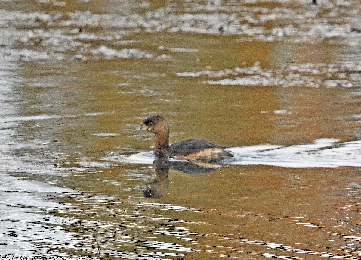 Pied-billed Grebe - ML644572206