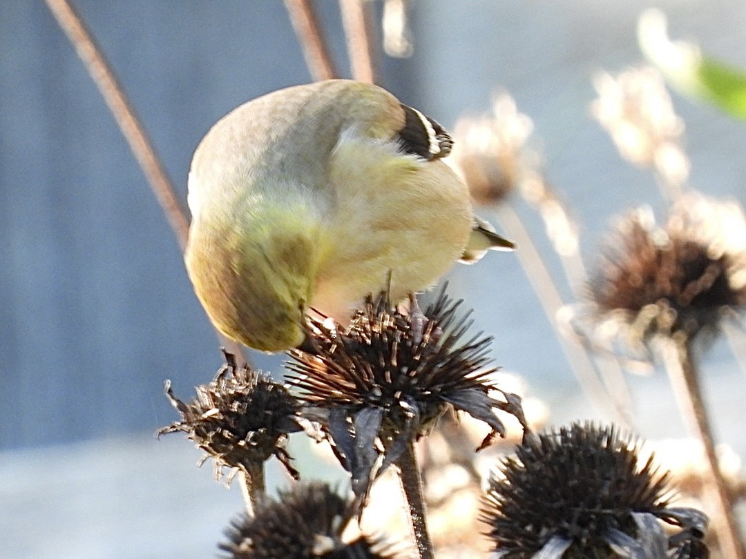 American Goldfinch - ML644572222