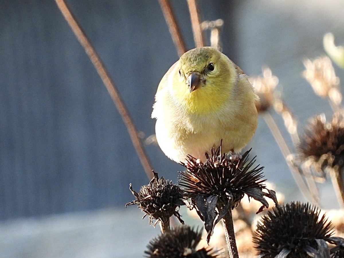 American Goldfinch - ML644572223