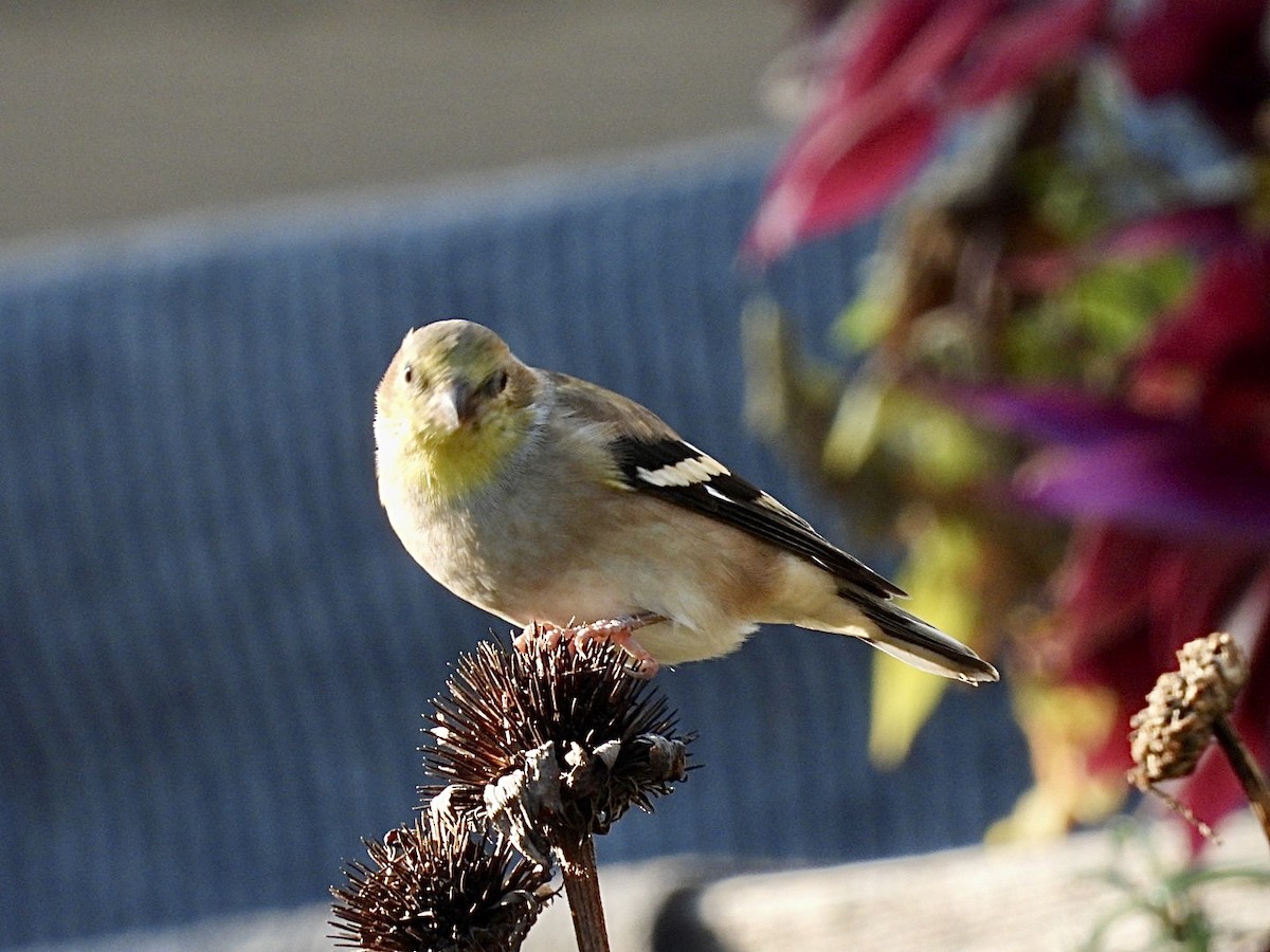 American Goldfinch - ML644572224